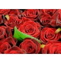 ΤΡΙΑΝΑΦΥΛΛΑ ΚΟΚΚΙΝΑ 70 εκ ROSEN  NATURES RED 